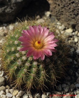 Notocactus cv. CHP61